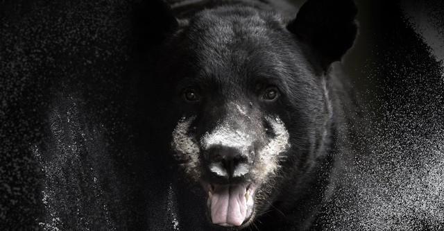 Blow: The True Story of Cocaine, a Bear, and a Crooked Kentucky Cop