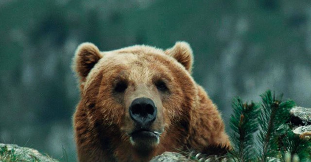 L'orso - film: dove guardare streaming online
