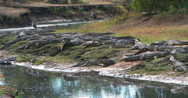 Crocs of Katuma