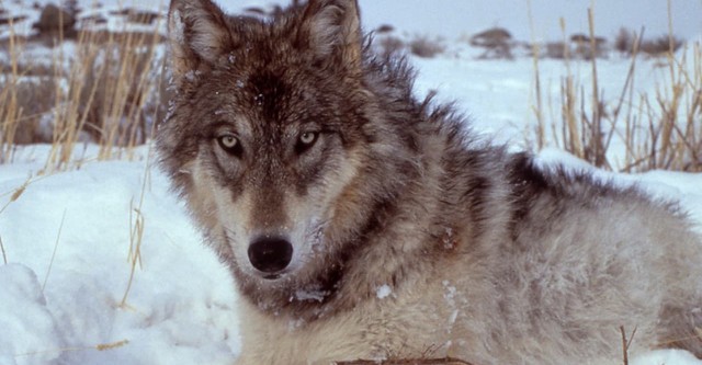 Les loups, sauveurs du parc de Yellowstone