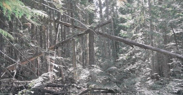 Bigfoot Encounters in the Pacific Northwest