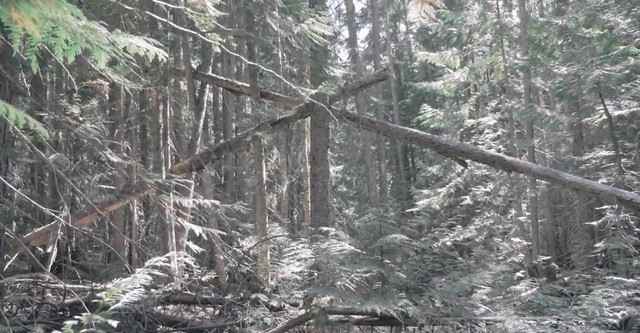 Bigfoot Encounters in the Pacific Northwest