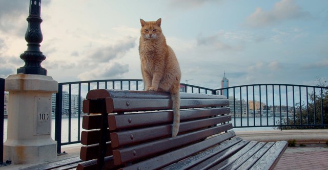 Cats of Malta