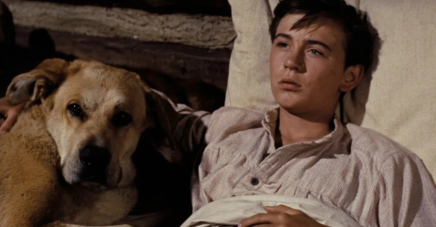 Where to Watch the Best Dog Movies Ever Made: From 'Beethoven' to 'Homeward Bound'
