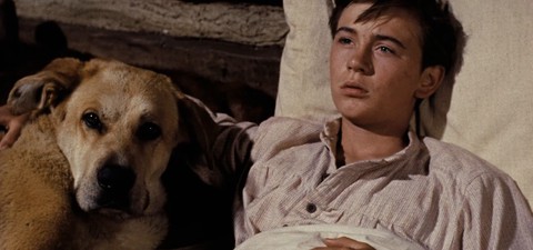 Where to Watch the Best Dog Movies Ever Made: From 'Beethoven' to 'Homeward Bound'