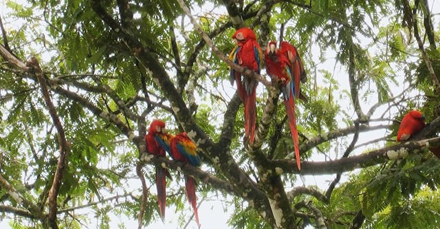 Weltnaturerbe Costa Rica 3D: Guancaste Nationalpark