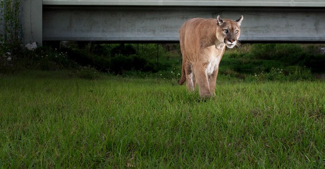 Die Rückkehr des Pumas