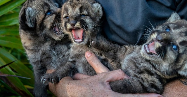 Die Rückkehr des Pumas