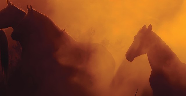 Wild Beauty: Mustang Spirit of the West