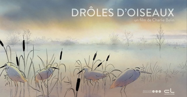 Drôles d'oiseaux