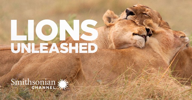 Lions Unleashed