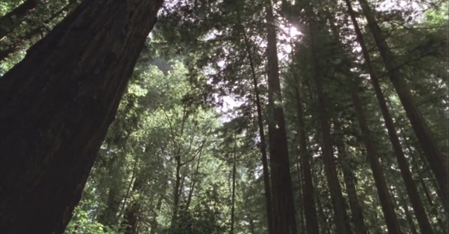 Redwood Curtain