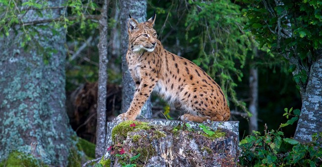 Luchs