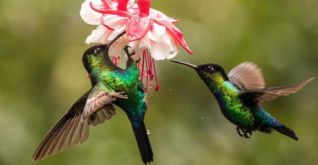 Costa Rica, el efecto de los colibríes