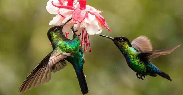 The Hummingbird Effect