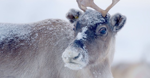 Santa's Wild Home