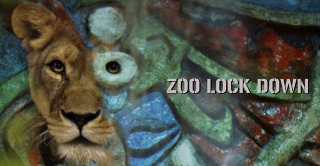 Zoo Lock Down