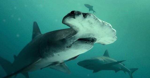 Bull Shark vs. Hammerhead