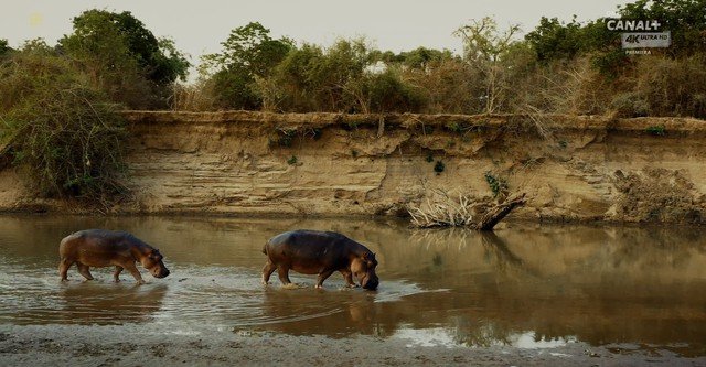 Hippo King