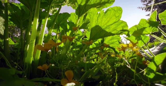 Le Petit Peuple du potager