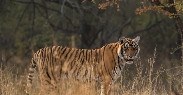 Freie Bahn für Wildtiere