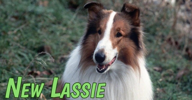 The New Lassie