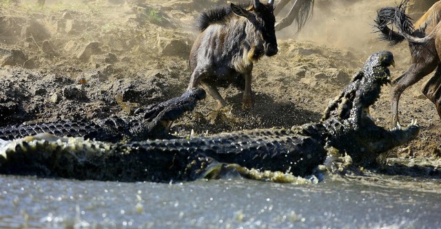 La vie privée des crocodiles