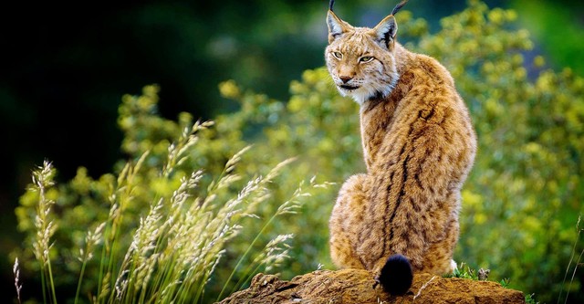 La Baltique sauvage