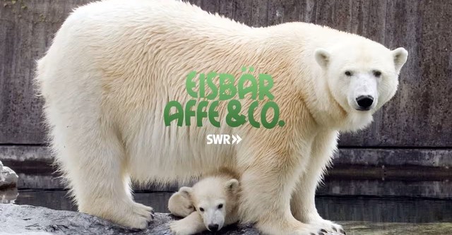 Eisbär, Affe & Co.