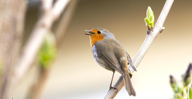 Gefiederte Nachbarn - Unsere Gartenvögel