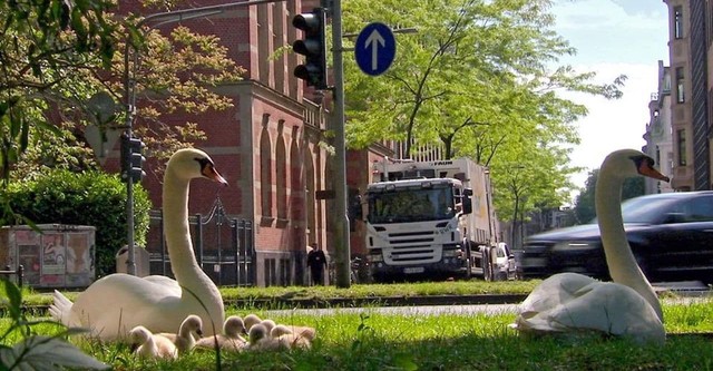 Wildes Köln: Der Stadtdschungel am Rhein