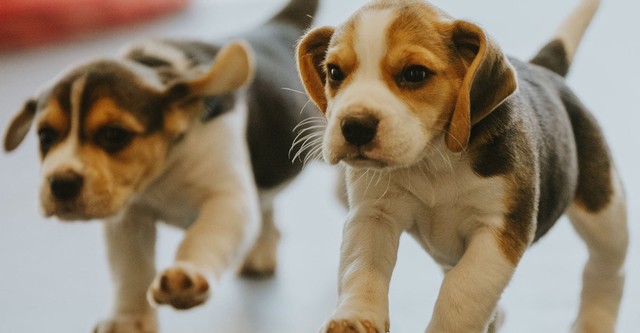 Puppy School