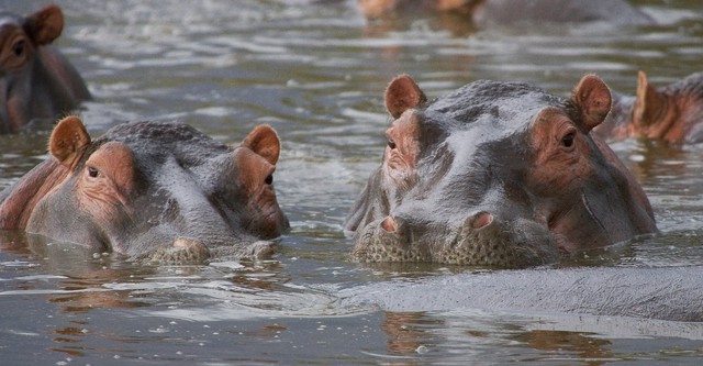 Wild Tanzania