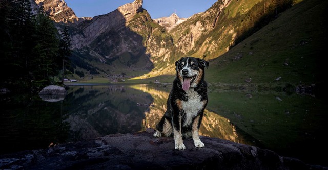 Schweizer Hundegeschichten