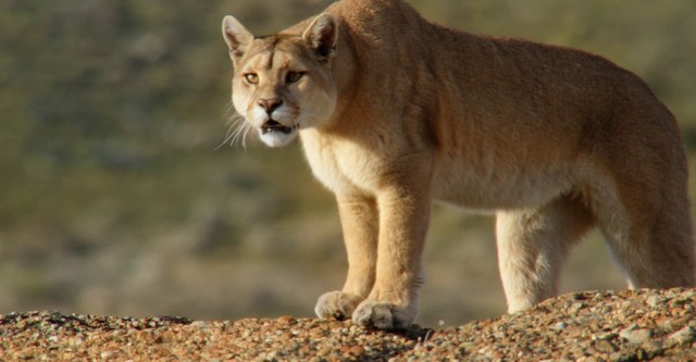 Pumas: In der Wildnis Patagoniens