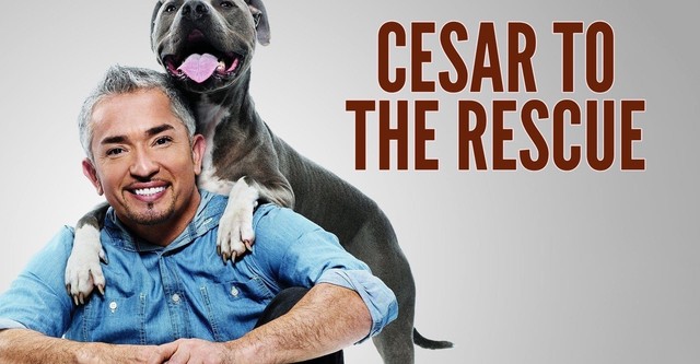 Notruf Hund - Einsatz für Cesar