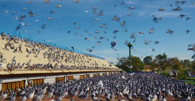 Une course, des pigeons et des millions