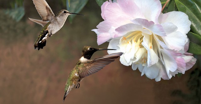 First Flight: A Mother Hummingbird's Story