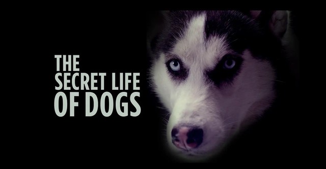 The Secret Life of Dogs