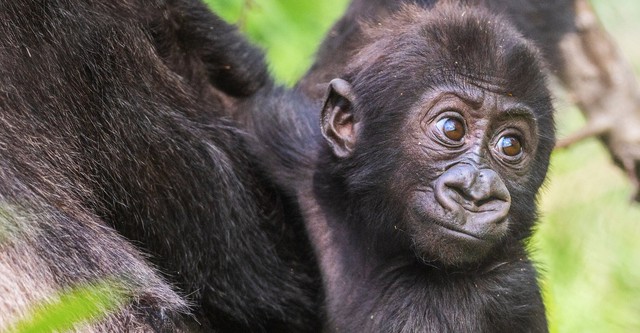 Bébés gorilles en direct