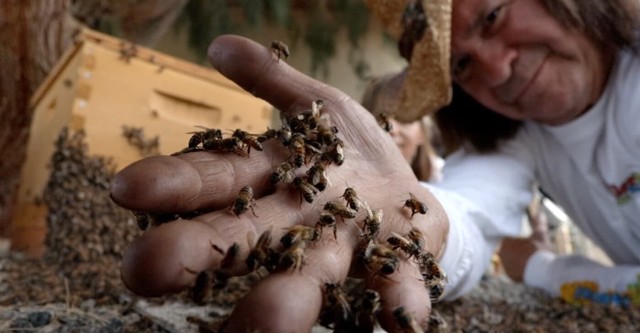 The Killer Bee Catcher