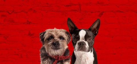 Doggy Style (Strays): trama, doppiatori e curiosità sulla commedia dai produttori di Cocainorso