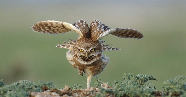 Great Plains: America's Lingering Wild