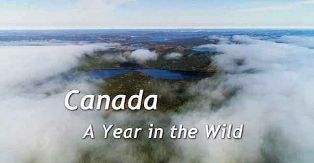 Kanada: Rok v divočině
