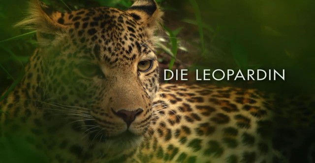 The Leopardess