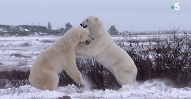 Kingdom of the Polar Bears