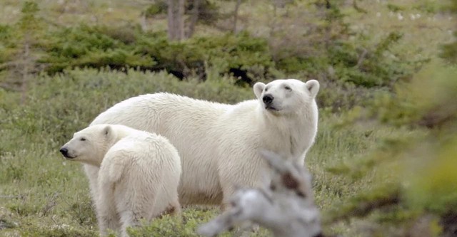 Les parcs nationaux canadiens