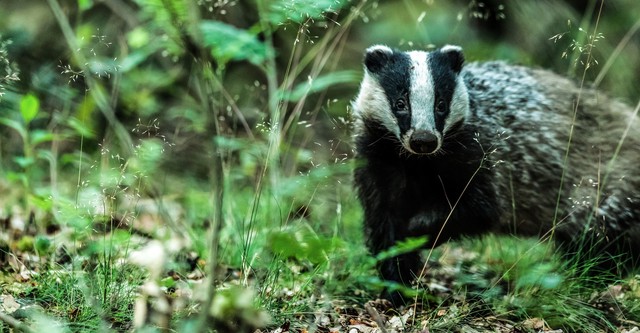 Badgers: Their Secret World