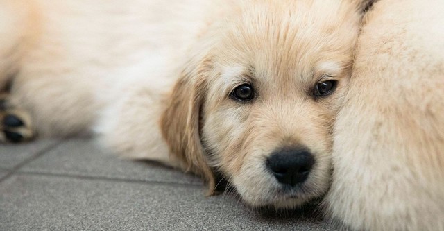 Puppy School for Guide Dogs streaming online