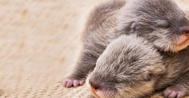 Bébés animaux en direct